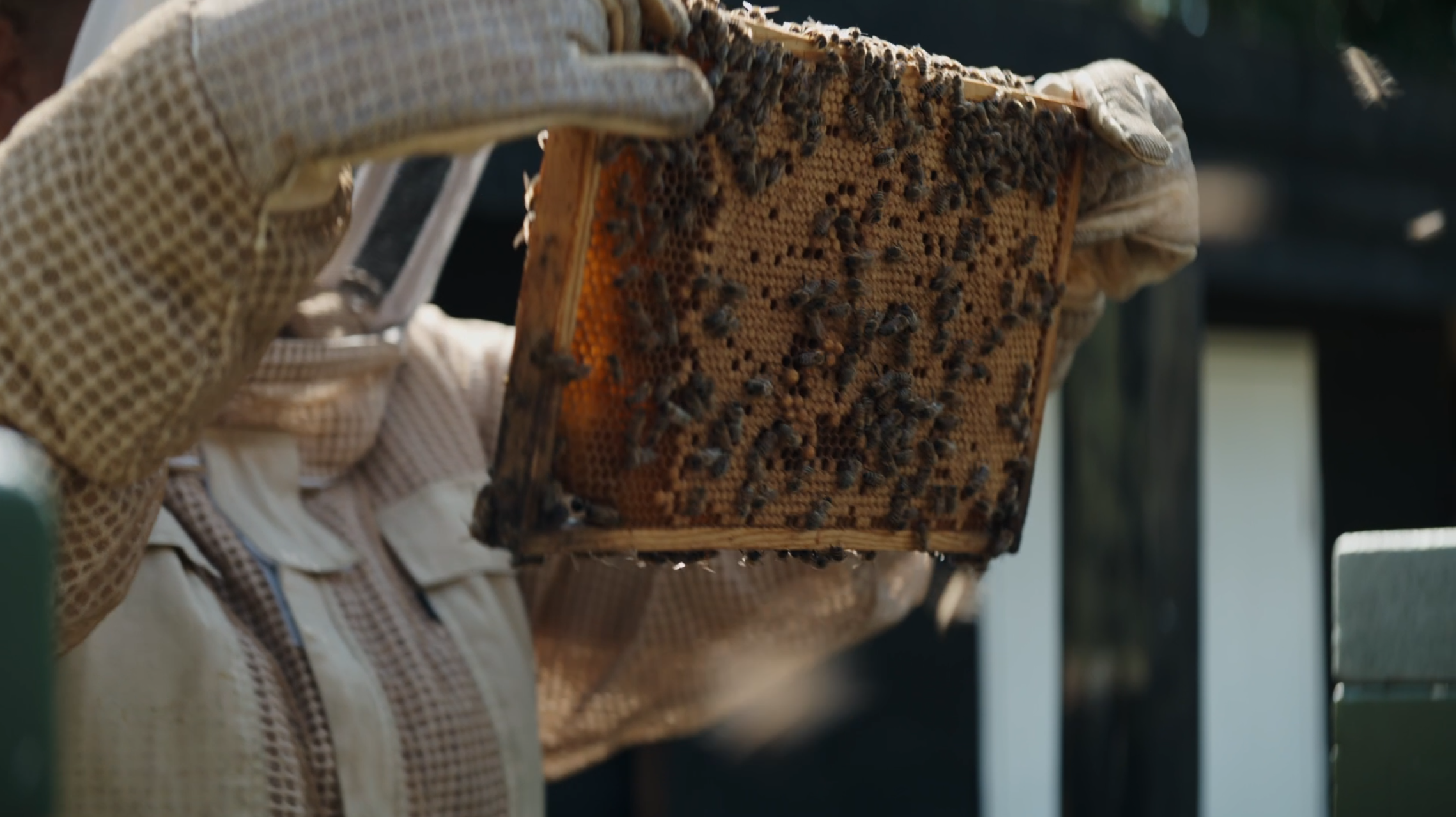 Sara Holthes talks about what beekeeping has taught her about quality assurance at Systematic